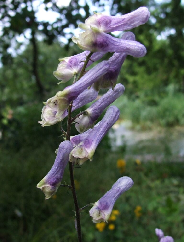 Oměj moldavský (Aconitum moldavicum)