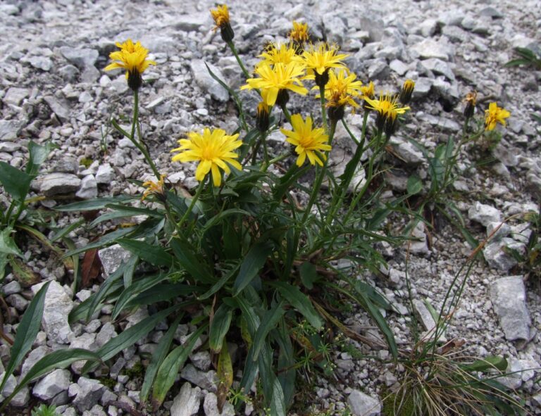 Škarda jacquinova (Crepis jacquinii)