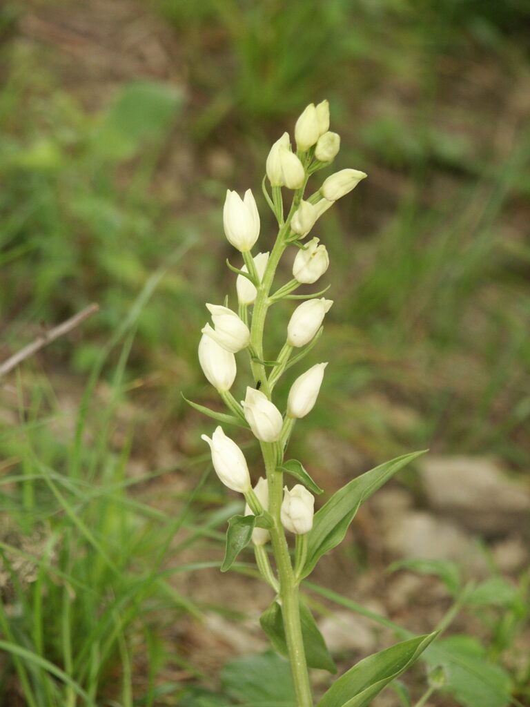 Okrotice bílá (Cephalanthera damasonium)