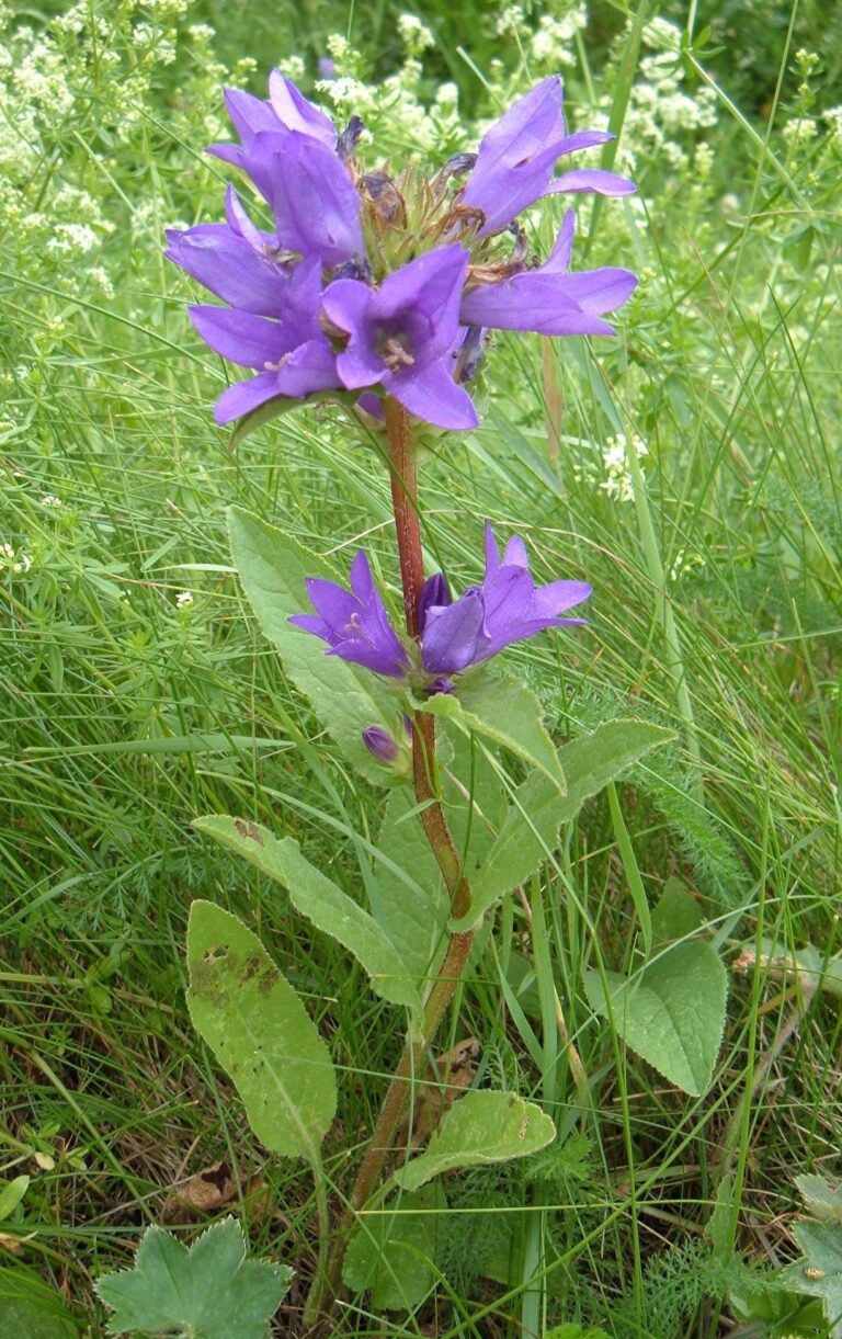 Zvonek klubkatý Zvonek klubkatý (Campanula glomerata)
