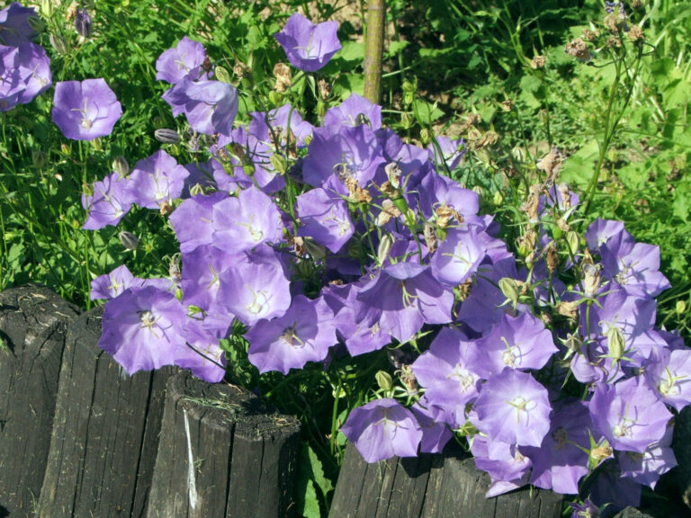 Zvonek karpatský (Campanula carpatica)