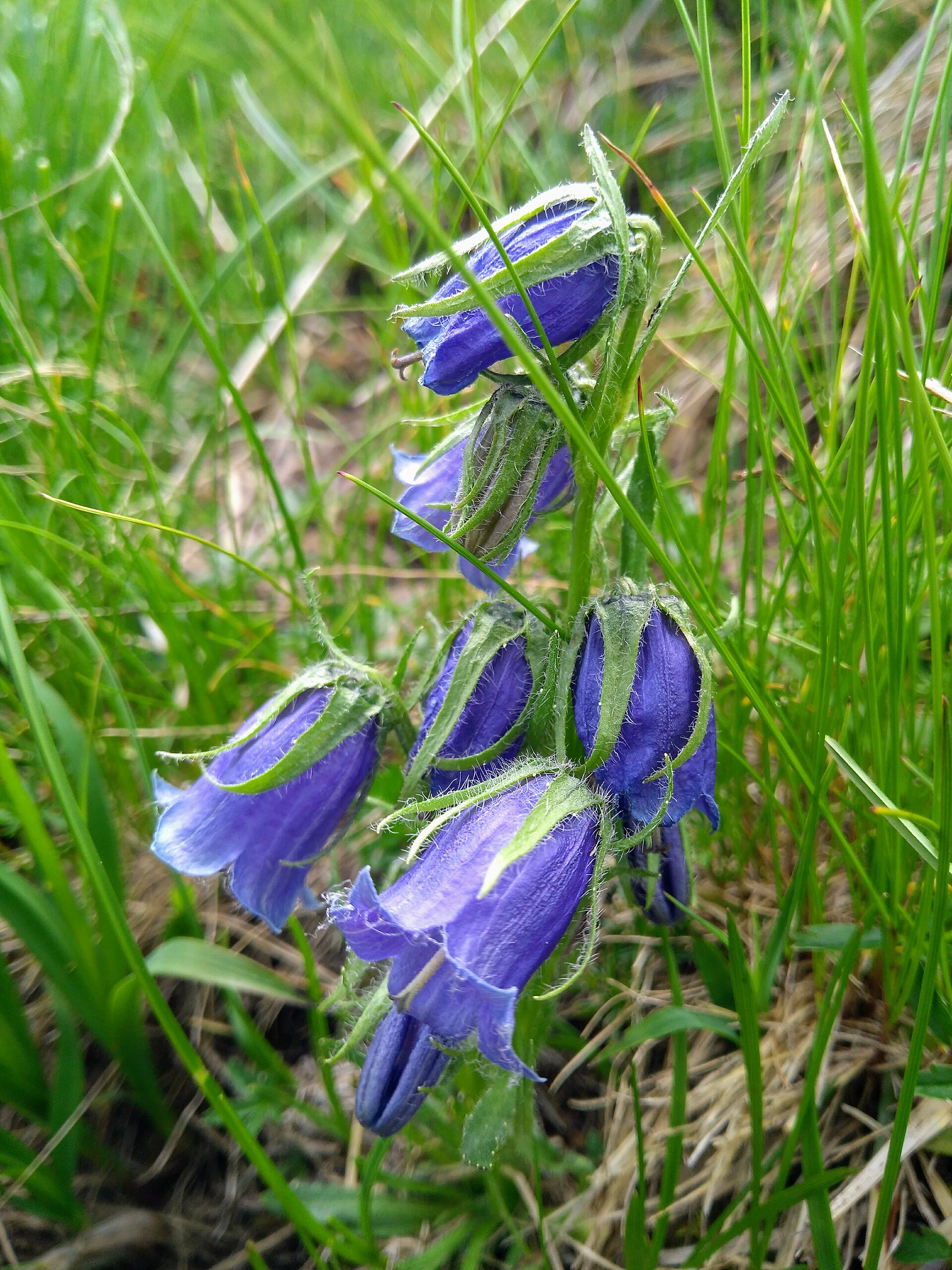 Zvonek alpský