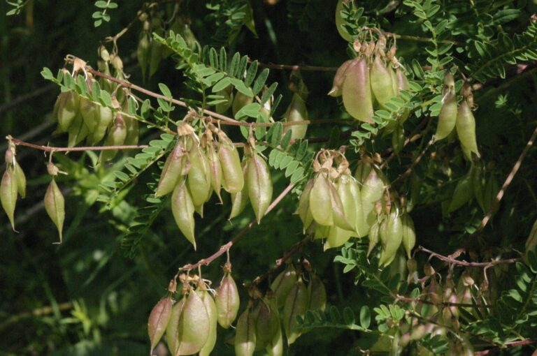 Kozinec převislý Kozinec převislý (Astragalus penduliflorus)