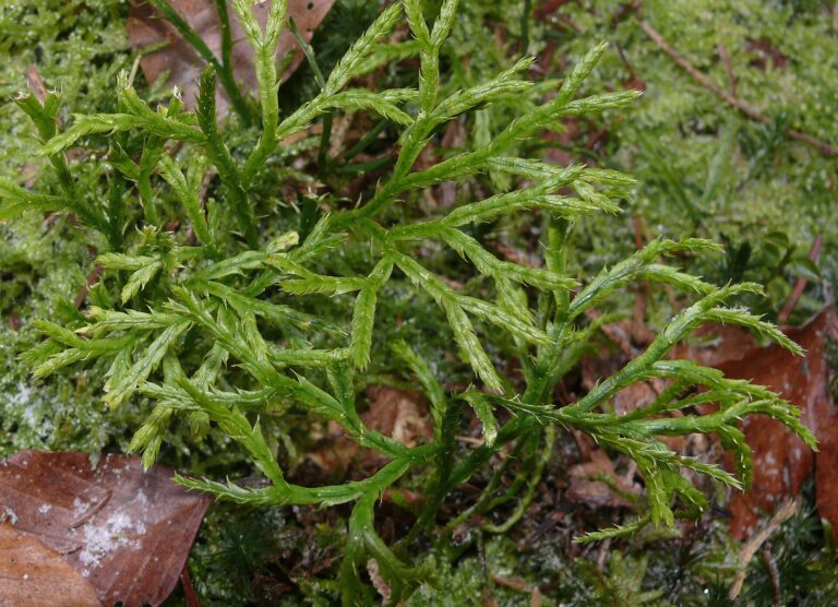 Plavuník zploštělý (Diphasiastrum complanatum)