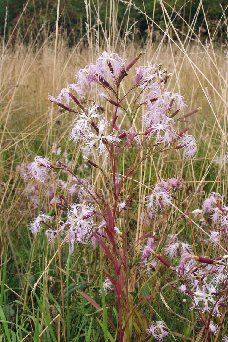 Hvozdík pyšný (Dianthus superbus)