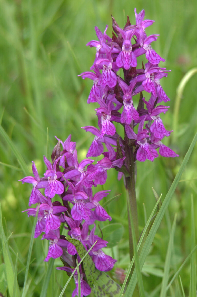 Prstnatec májový (Dactylorhiza majalis)