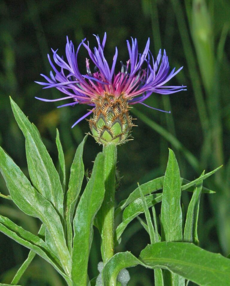 Chrpa chlumní (Centaurea triumfettii)