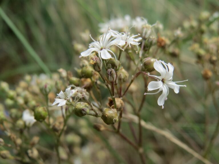 Šater svazčitý (Gypsophila fastigiata)