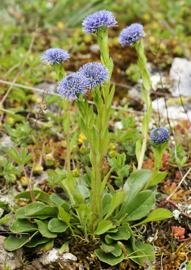 Koulenka vyšší Koulenka vyšší (Globularia punctata)