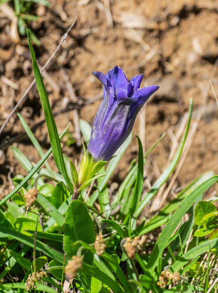 Hořec clusiův (Gentiana clusii)
