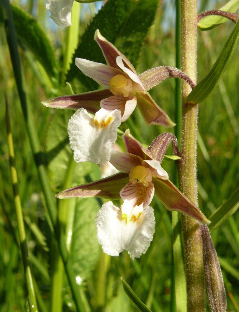 Kruštík bahenní (Epipactis palustris)