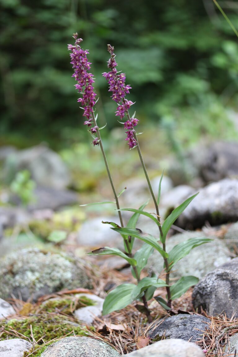 Kruštík tmavočervený Kruštík tmavočervený (Epipactis atrorubens)