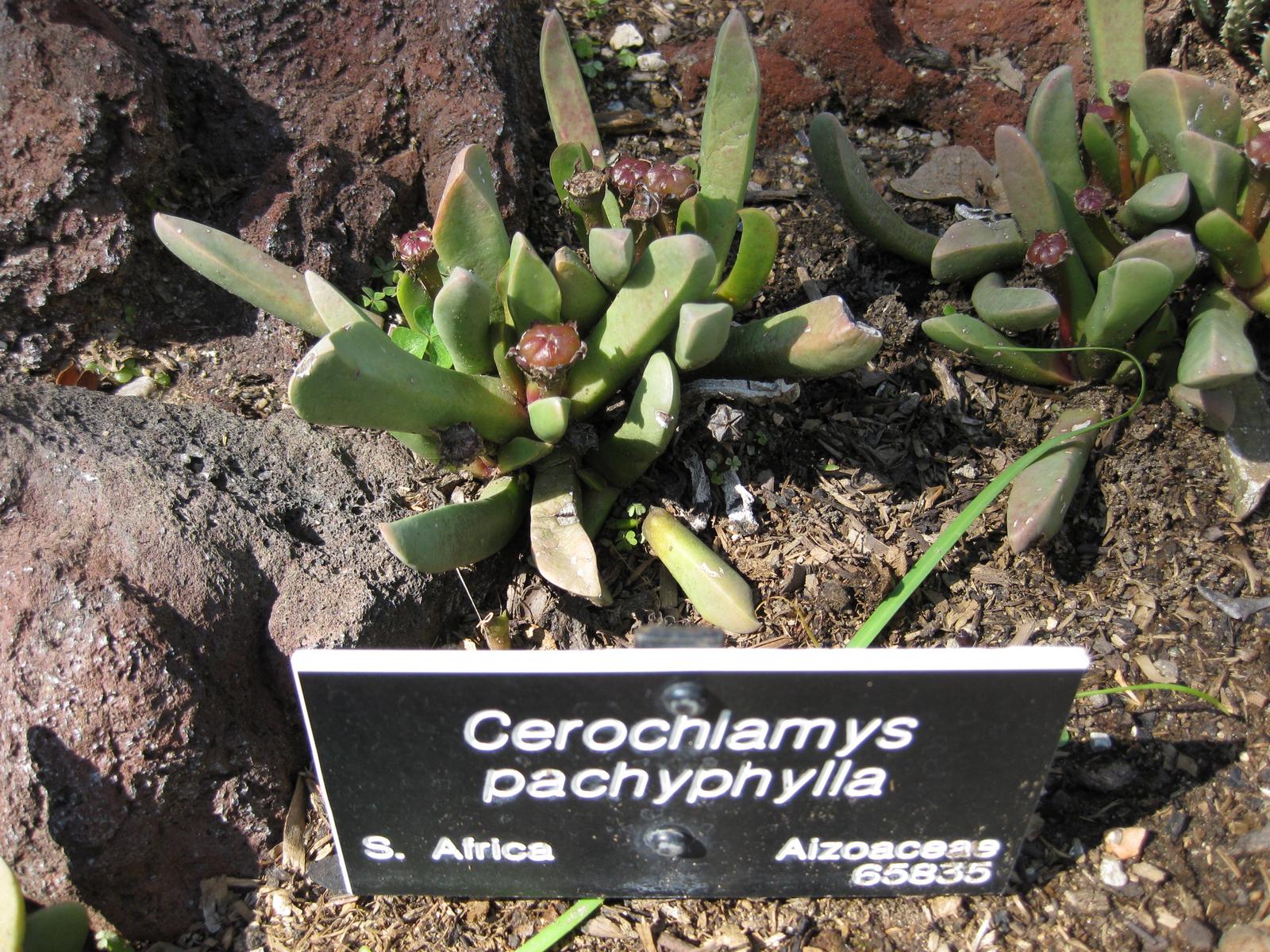 Cerochlamys pachyphylla