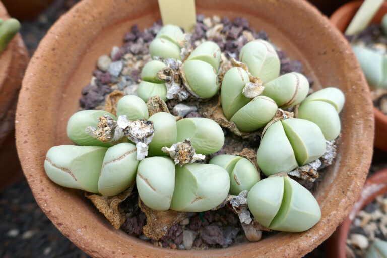 Argyroderma delaetii (Argyroderma delaetii)