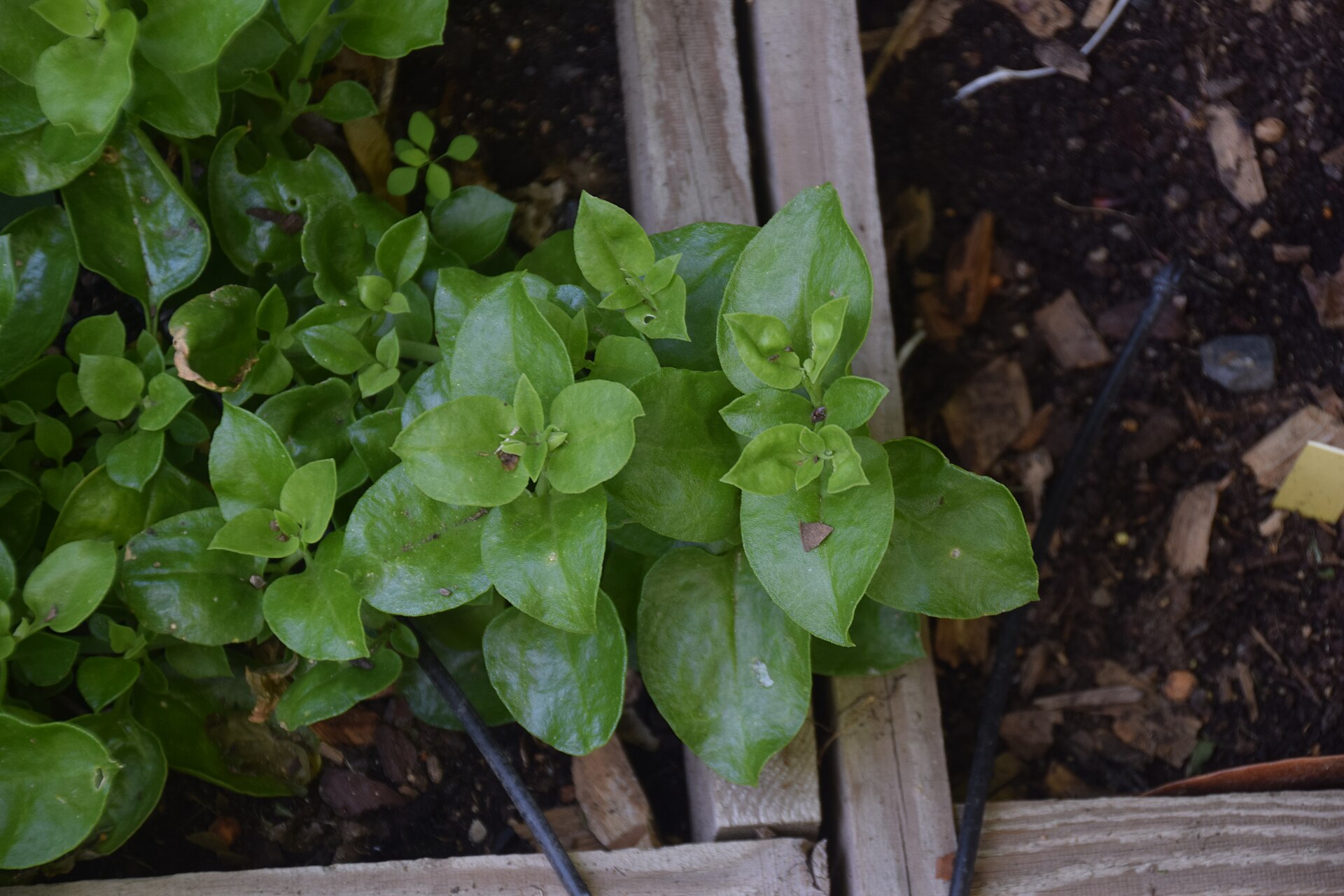 Aptenia cordifolia