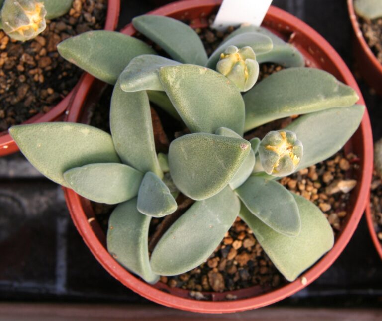Aloinopsis peersii (Aloinopsis peersii)