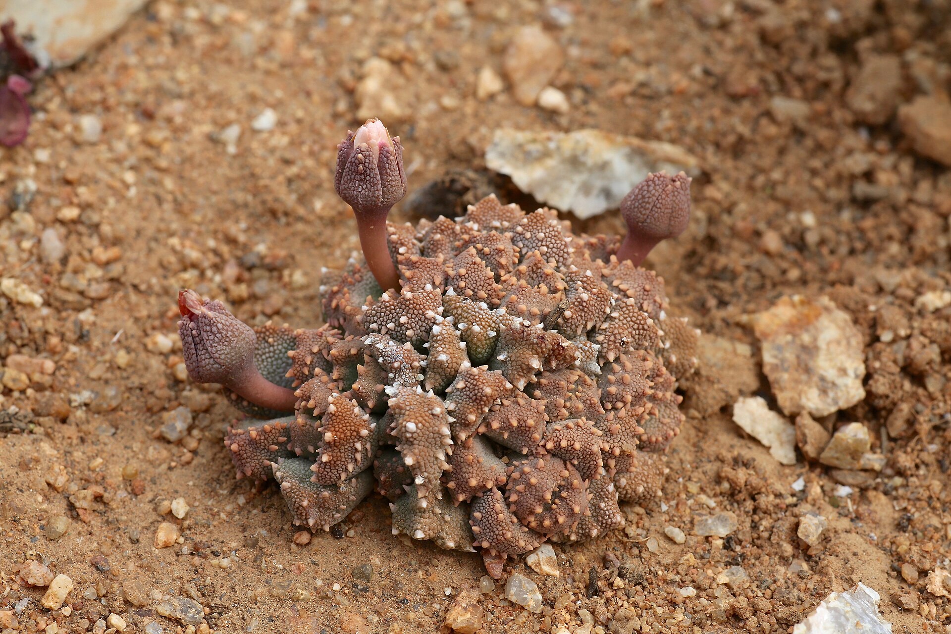 Aloinopsis luckhoffii