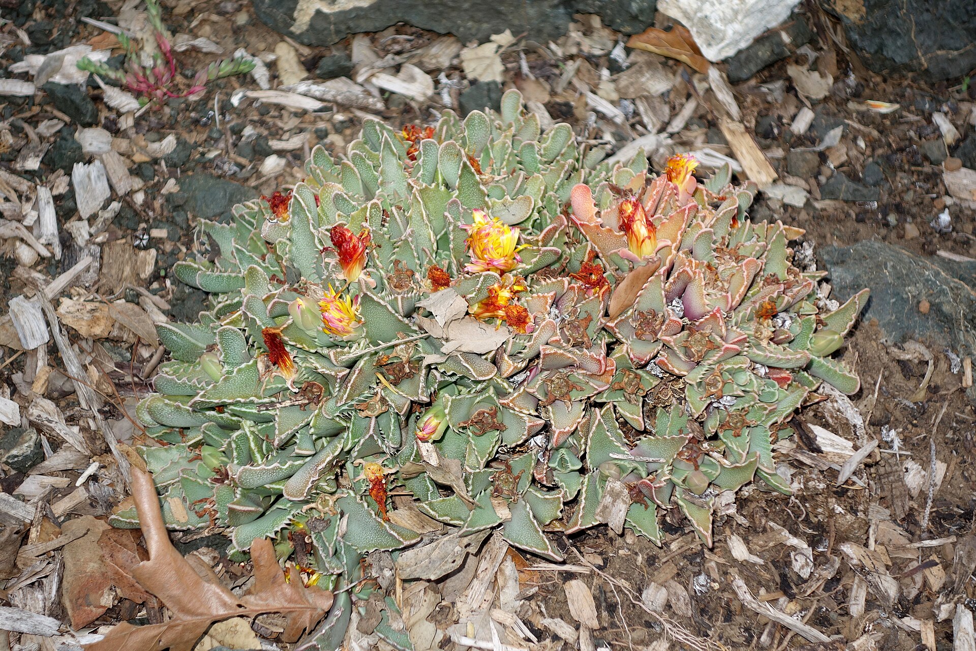 Faucaria tigrina
