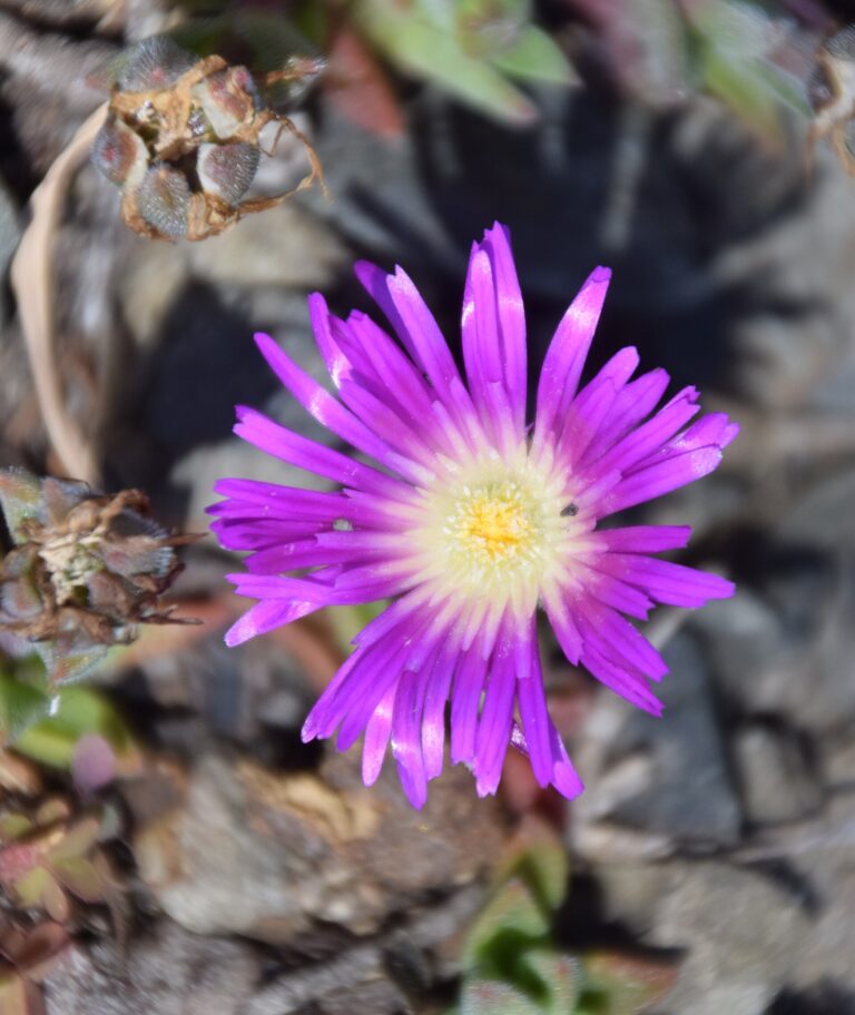 Delosperma sutherlandii (Delosperma sutherlandii)