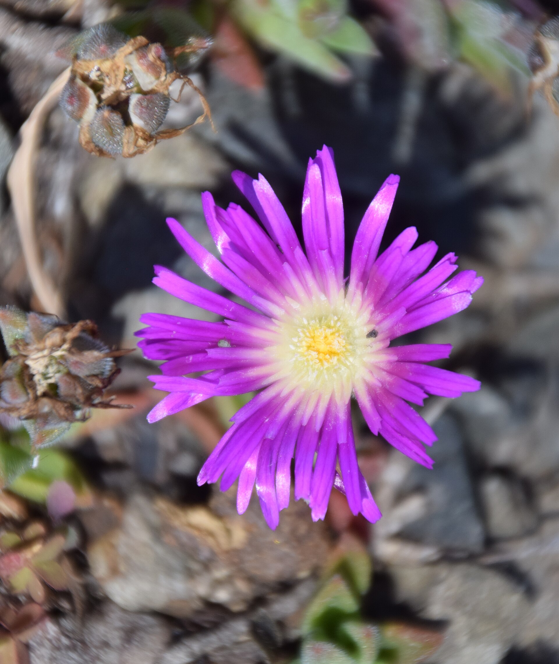 Delosperma sutherlandii