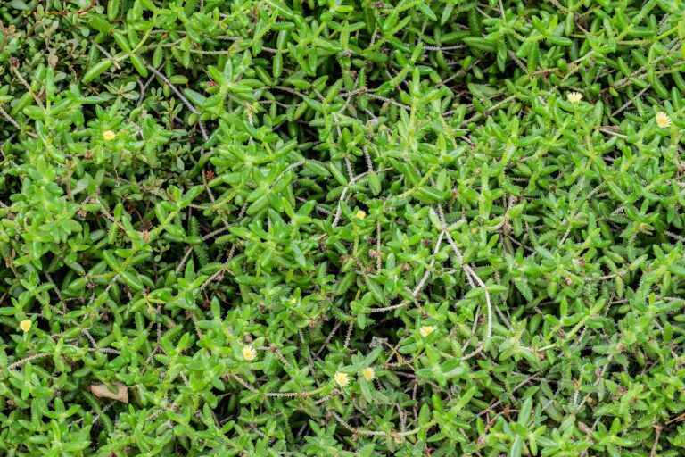 Delosperma pruinosum
