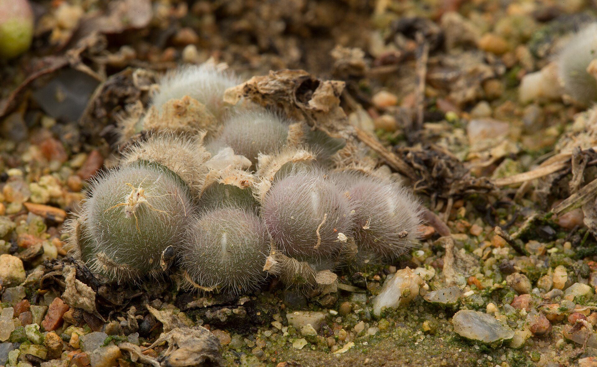Conophytum stephanii