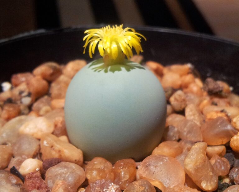 Conophytum calculus (Conophytum calculus)