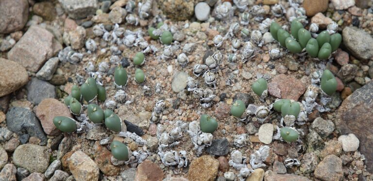 Conophytum taylorianum (Conophytum taylorianum)