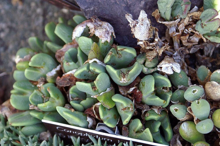 Conophytum frutescens Conophytum frutescens (Conophytum frutescens)