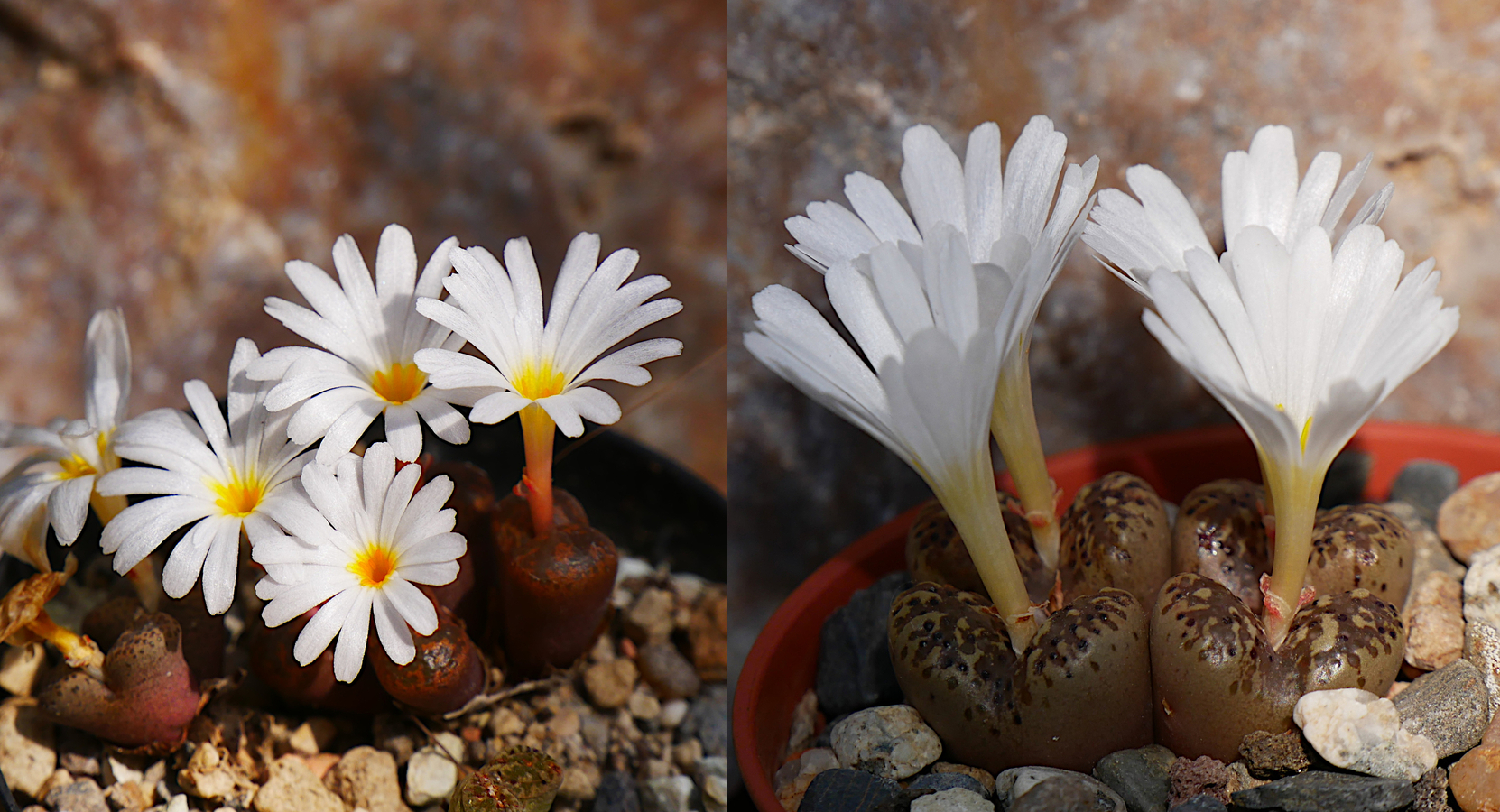 Conophytum pellucidum
