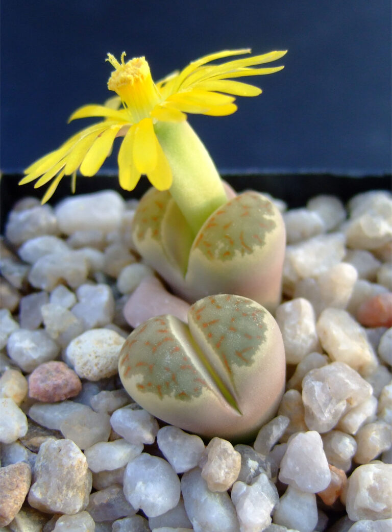 Lithops dorotheae