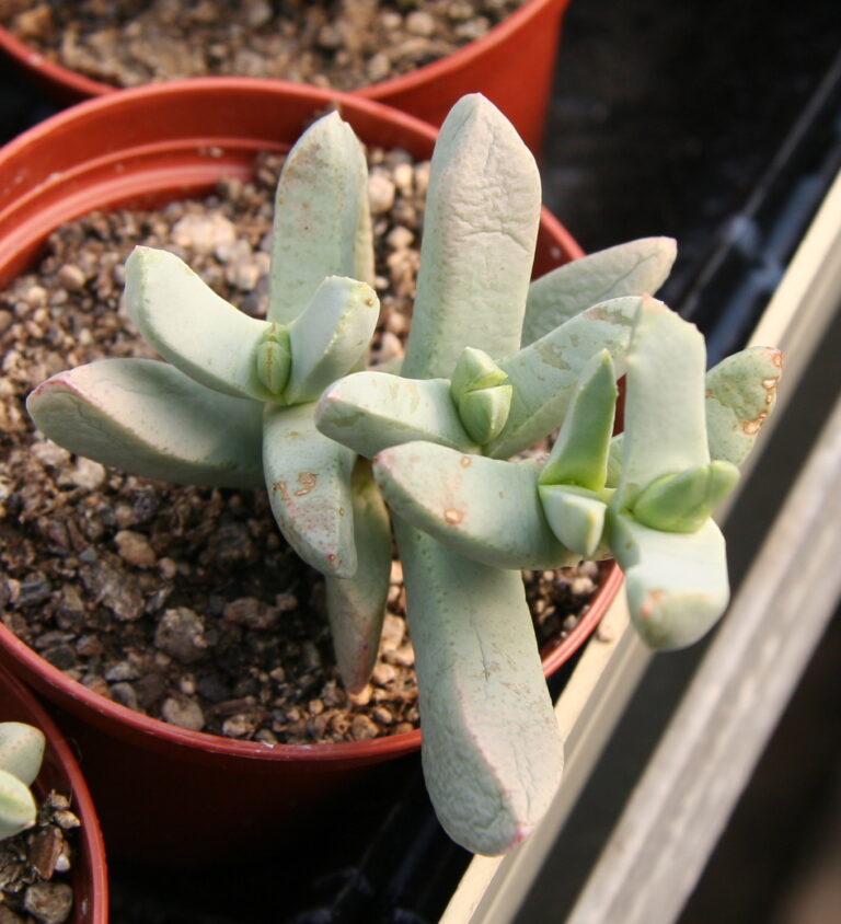 Juttadinteria deserticola (Juttadinteria deserticola)