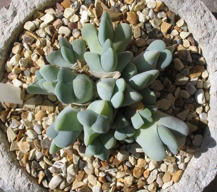 Cheiridopsis pillansii var. crassa