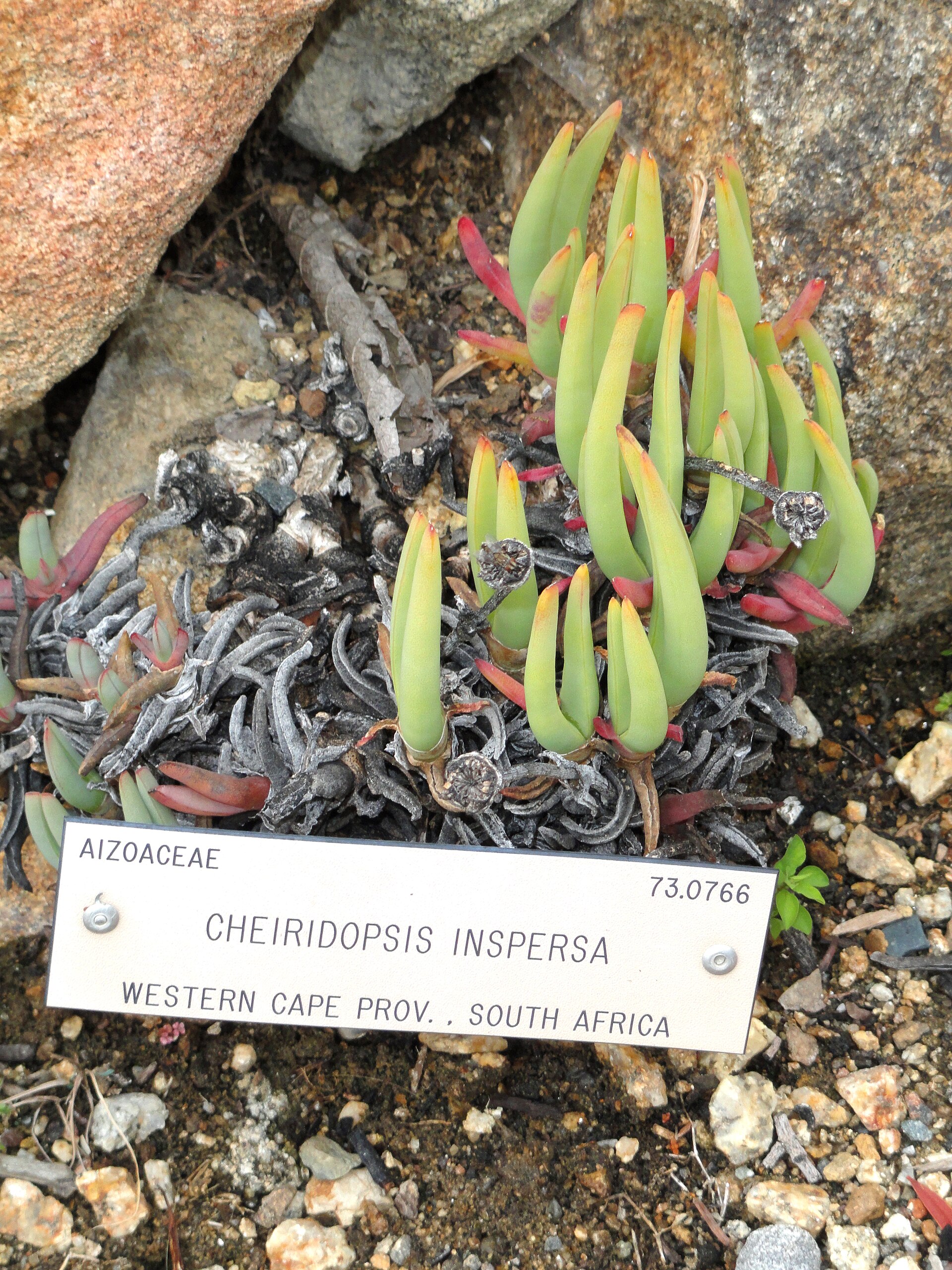 Cheiridopsis inspersa