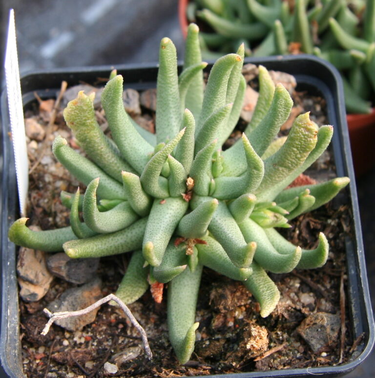 Hereroa incurva (Hereroa incurva)