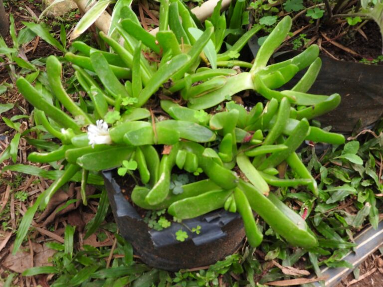 Glottiphyllum nelii