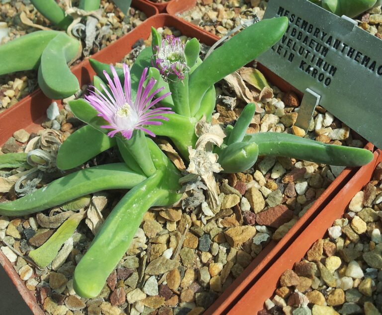 Gibbaeum velutinum (Gibbaeum velutinum)