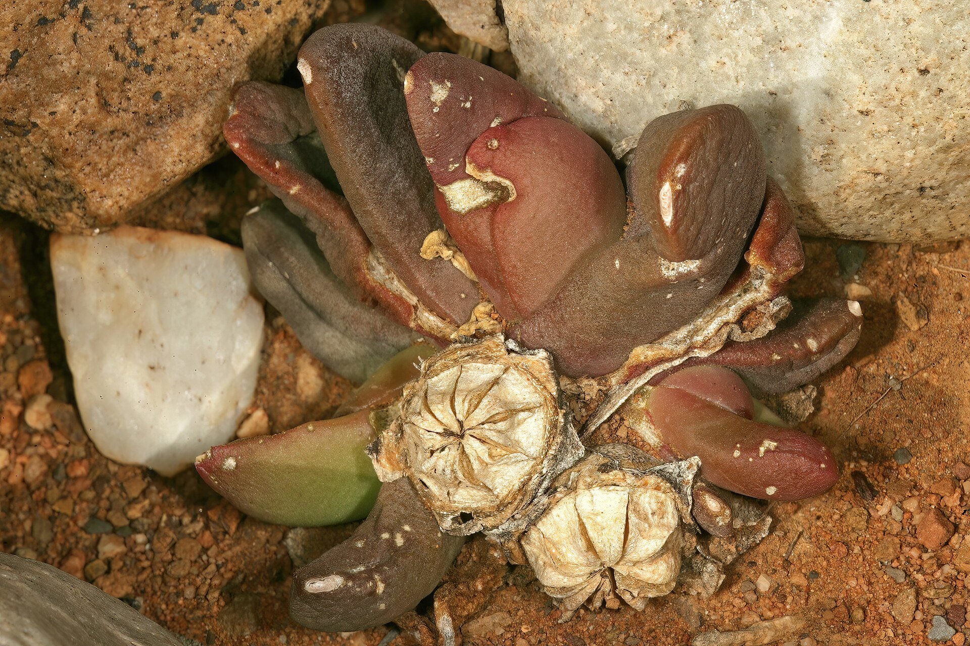 Gibbaeum gibbosum
