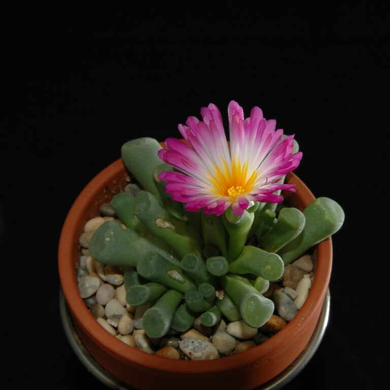 Frithia pulchra (Frithia pulchra)