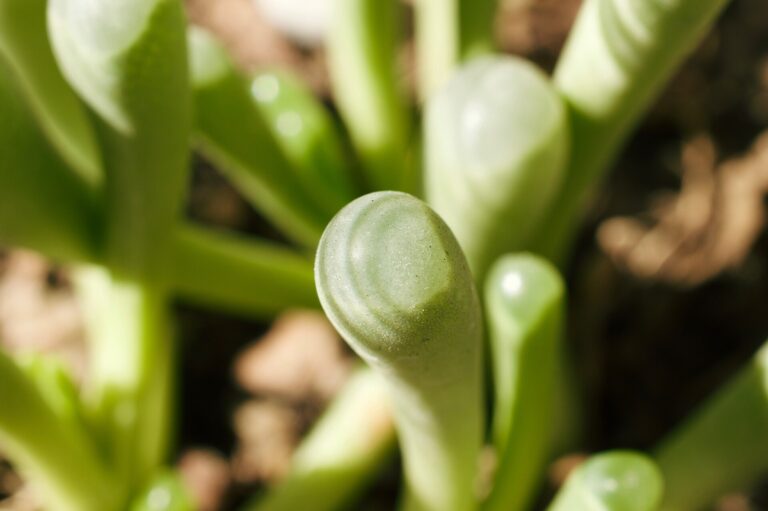 Fenestraria aurantiaca Fenestraria aurantiaca (Fenestraria aurantiaca)