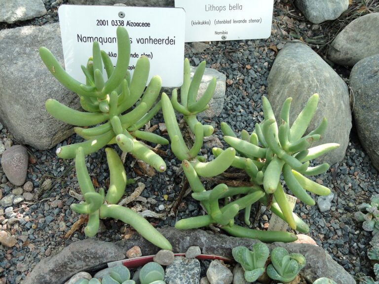 Namaquanthus vanheerdei (Namaquanthus vanheerdei)