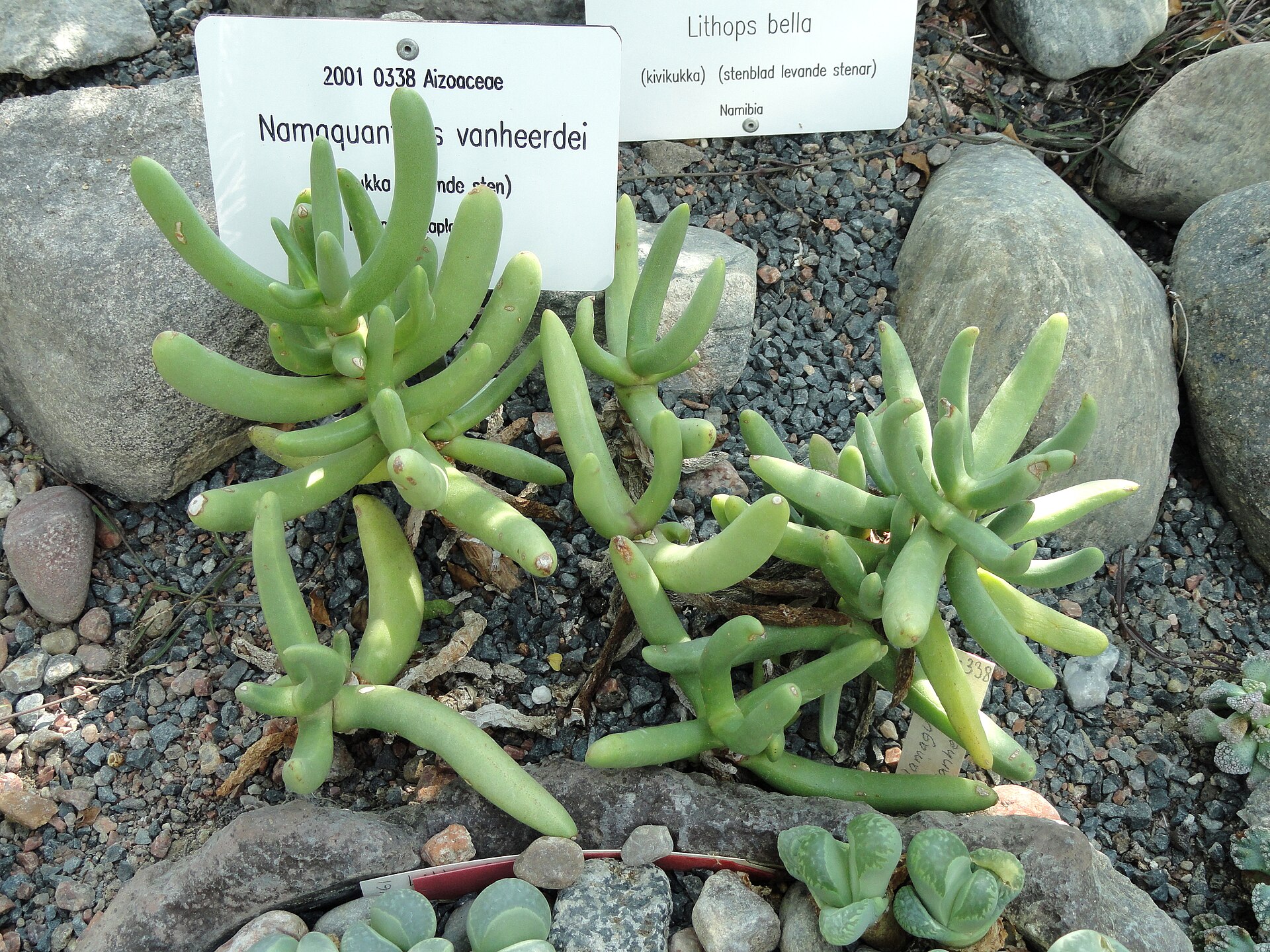 Namaquanthus vanheerdei