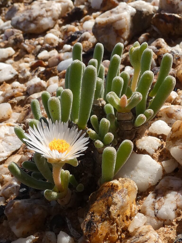 Monilaria moniliformis (Monilaria moniliformis)