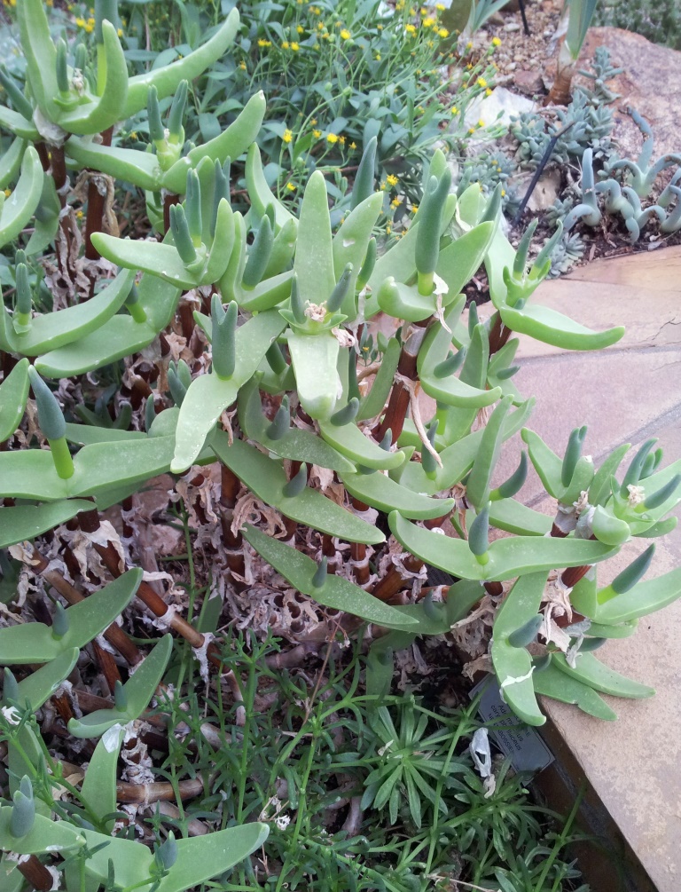 Mitrophyllum mitratum