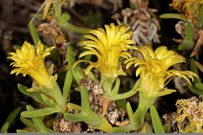 Mitrophyllum dissitum