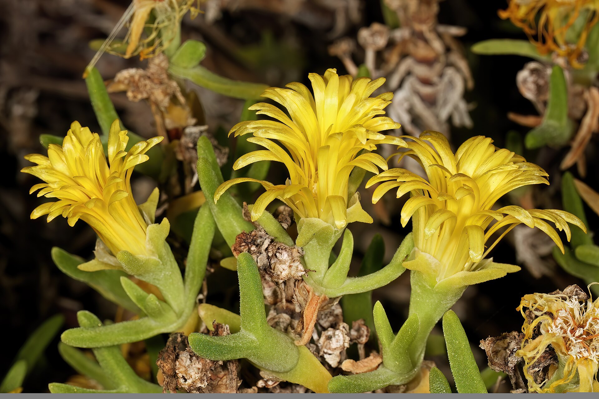 Mitrophyllum dissitum