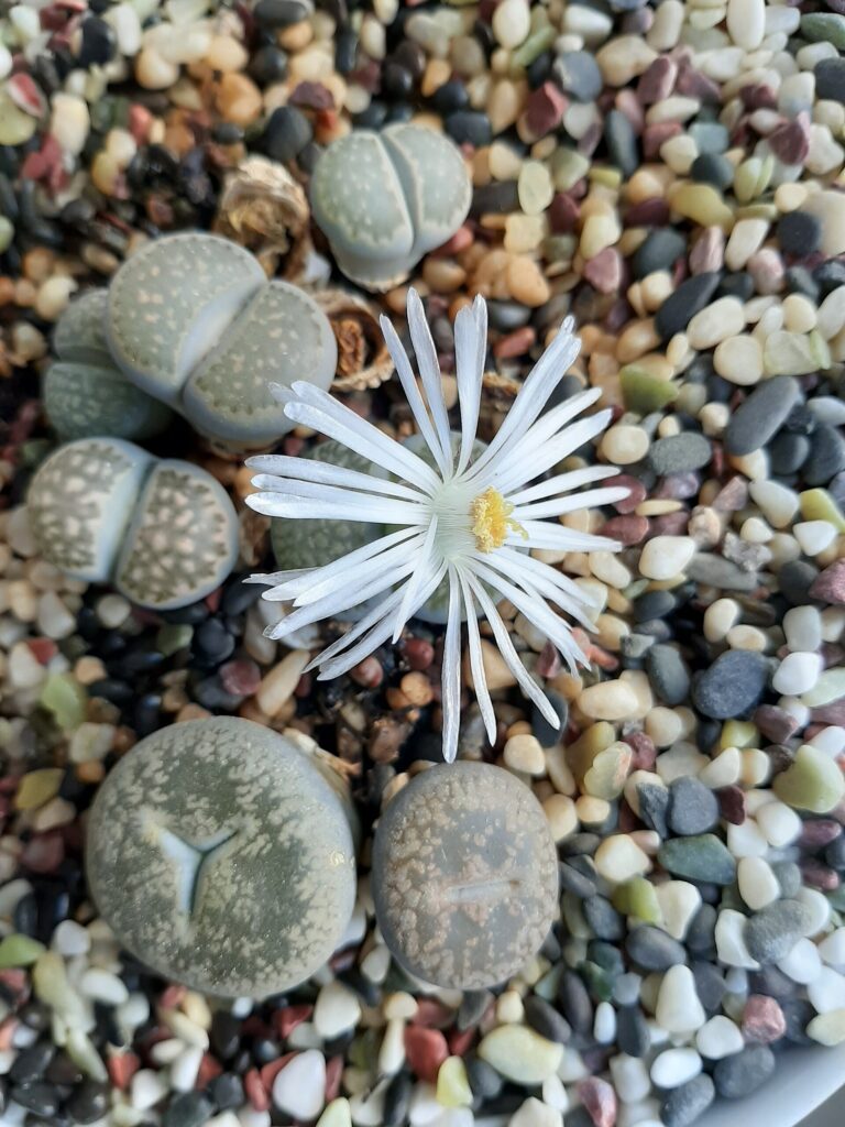 Lithops salicola (Lithops salicola)