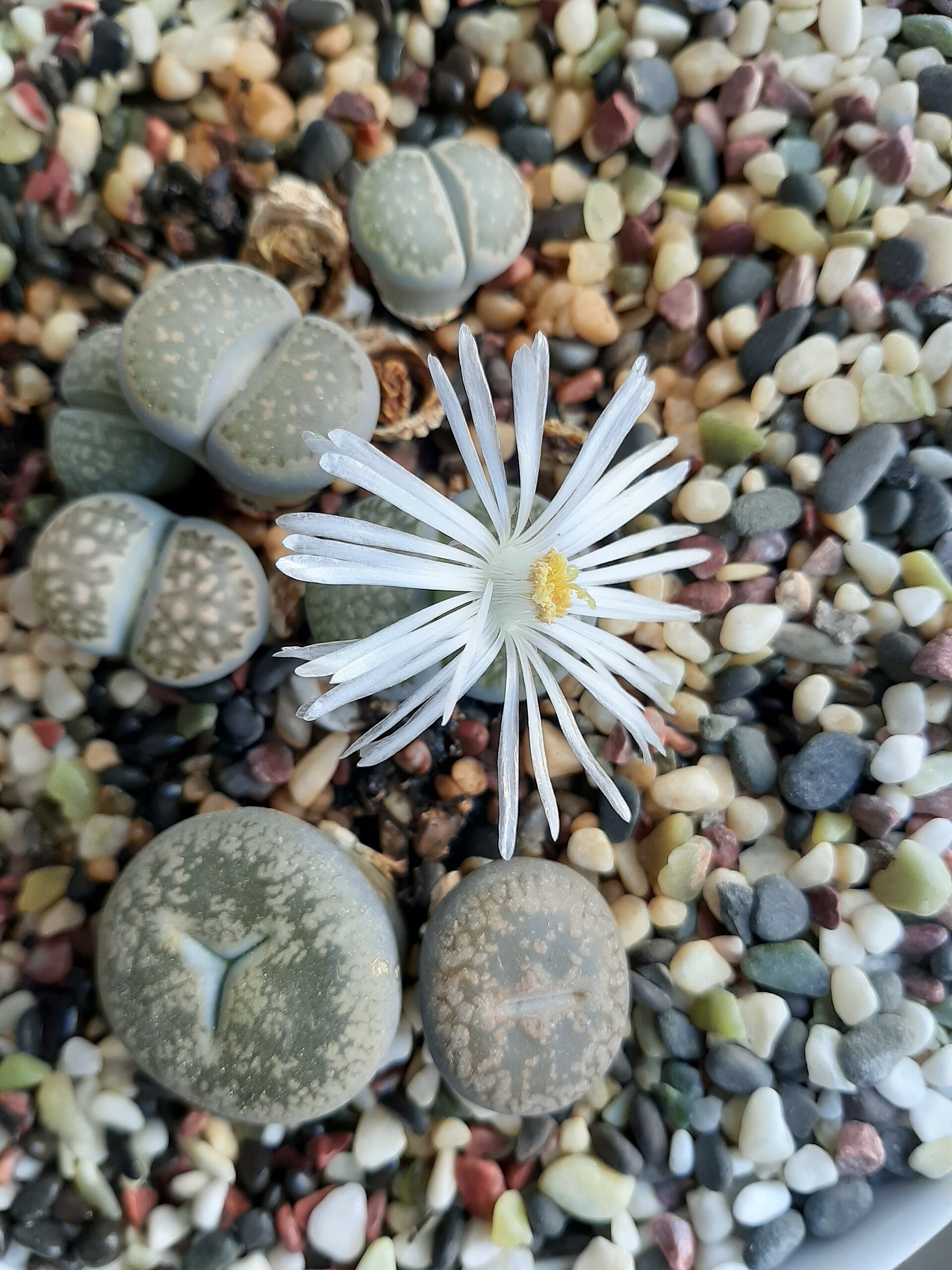 Lithops salicola