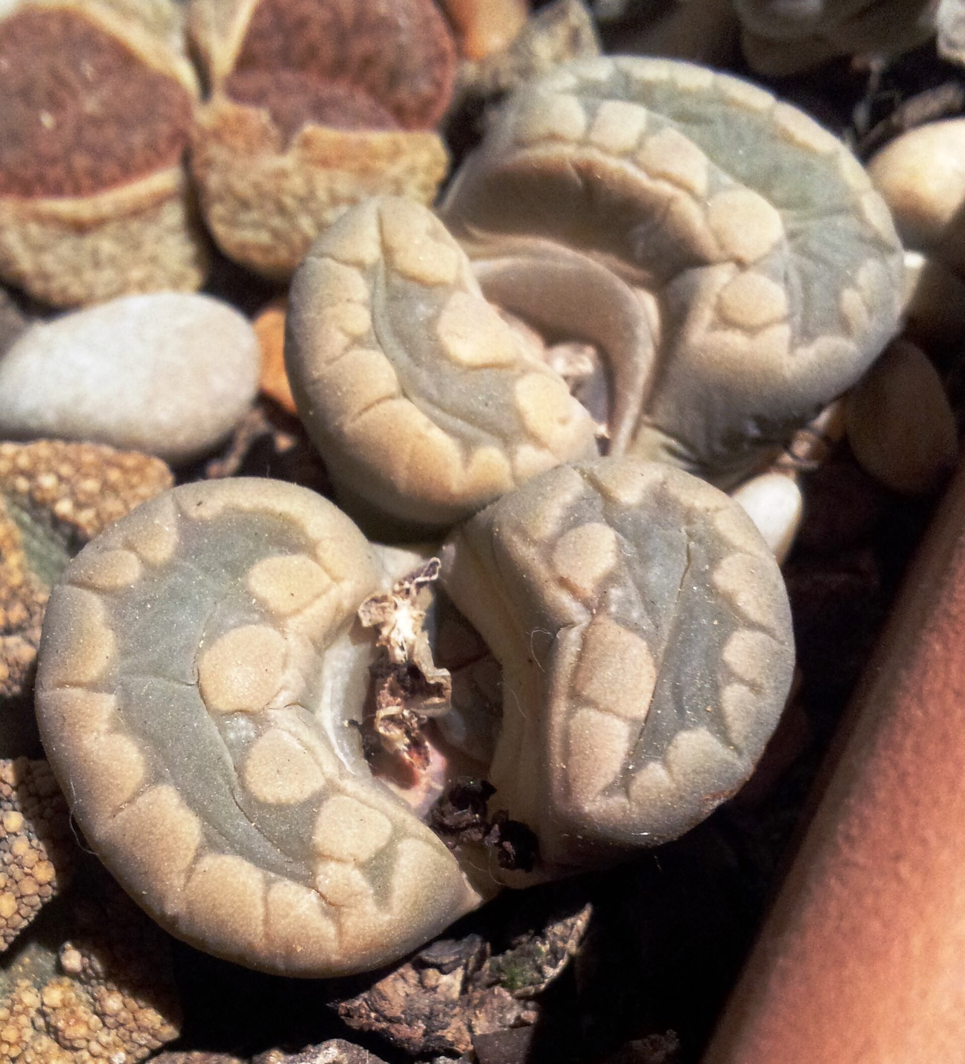 Lithops otzeniana