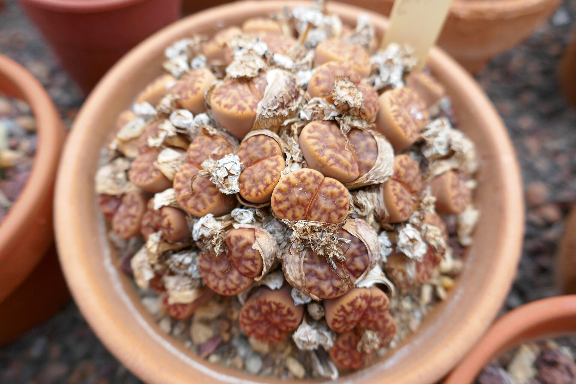 Lithops schwantesii